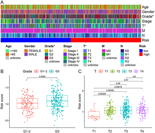 Figure 4 Correlation of the signature with clinicopathological characteristics. (A) A complex heat map illustrated the correlation between the signature and clinicopathological characteristics (*P<0:05). Boxplots demonstrated the differences in risk score across clinicopathological characteristics including, (B) Grade and (C) T stage.