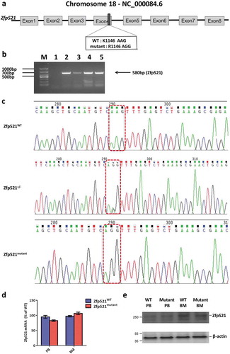 Figure 2. Zfp521 SUMOylation-deficient mice were generated. (a) Schematic representation of the gene structure of Zfp521. The primary SUMOylation site of lysine 1146 was mutated to arginine (K1146R). (b) The genotypes of mice were determined by PCR. (c) The genotypes of Zfp521 wild-type (Zfp521WT), K1146R heterozygote mutant (Zfp521±) and homozygous mutant (Zfp521mutant) mice were confirmed by DNA Sequence. (d) Zfp521 mRNA levels were detected by RT-qPCR in peripheral blood (PB) and bone marrow (BM) of Zfp521WT and Zfp521mutant mice at 7 weeks of age, expressed as percent of expression in Zfp521WT mice (n = 3 per group). (e) Zfp521 protein levels were detected by western blotting in PB and BM of Zfp521mutant and Zfp521WT mice at 7 weeks of age.