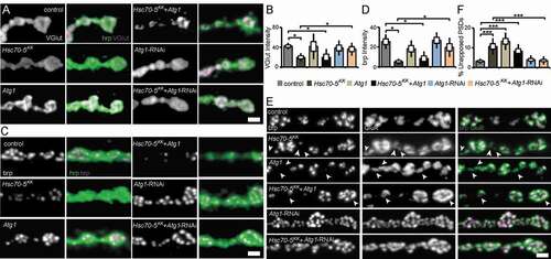 Figure 8. Autophagy inhibition alleviated synaptic defects caused by Hsc70-5 knockdown. (A and C) Confocal images of larval NMJ labeled with hrp (green), VGlut, and brp (magenta). Scale bar: 2 μm. (B and D) Quantification of VGlut and brp level at NMJ following Atg1 overexpression and knockdown in elav>Hsc70-5KK100233 background. (E) Confocal images of larval NMJ labeled with brp (magenta) and GluR (green). Arrowheads pointing out regions where presynaptic brp labels were not detected in PSDs. Scale bar: 2 μm (F) Quantification of unapposed glutamate receptor fields. The standard error of mean and standard deviation are shown as a box and a black line. * p < 0.05, *** p < 0.001