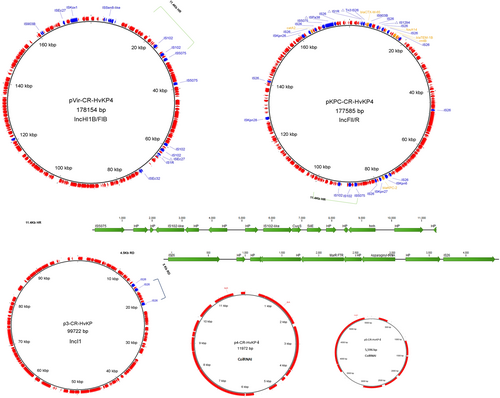 Fig. 3 Plasmids from the ST11 CR-hvKP isolates.Each of the three ST11 isolates carried five plasmids, with sizes of 178, 177.5, 99.7, 11.9, and 5.6 Kb. Insertion sequences and antimicrobial resistance genes are annotated with blue and yellow fonts, respectively. Plasmid name, size, and replicon types are depicted in the middle of each circle. The 11.4-Kb homologous region (HR) in the virulence plasmid and MDR plasmid, and 4.5-Kb region of divergence (RD) in the 99.7-Kb plasmid are highlighted