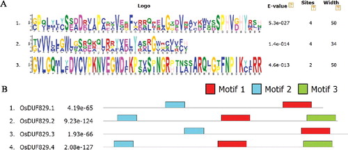 Figure 1. Conservative structural analysis of rice OsDUF829 family. (A) Moif 1, motif 2, and motif 3 were conserved motifs in rice OsDUF829 family obtained by MEME. (B) Distribution of conserved motifs in OsDUF829 proteins identified by MEME software.