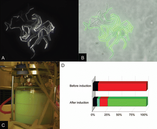 Figure 2 Culture heterogeneity of GFP producing B. megaterium cells (A and B). B. megaterium cells were cultivated on A5 mediumCitation19 agarose pad at 37°C and observed using a Zeiss Axiovert 200 M microscope. Pictures were taken using an AxioCam HR under 630x total magnification (63x objective, 10x ocular). (A) fluorescent image of GFP producing cells; (B) bright image of the same cells overlaid with green-colored fluorescent image. (C) A Biostat B2 bioreactor (B. Braun, Melsungen, Germany) with 2 L working volume connected to an exhaust gas analysis unit (Maihak, Hamburg, Germany) was operated and controlled as described previously.Citation16,Citation19 B. megaterium carrying a plasmid coding for GFP-Strep fusion protein was grown in semi-defined minimal medium at 37°C initially in a batch phase with 4 g/L glucose. At the end of the batch phase an exponential feeding profile was started. GFP was visualized by a lamp emitting blue light and a yellow filter using a digital camera. (D) Results of flow cytometric analysis of bioreactor cultivation. Samples taken from bioreactor cultivation of B. megaterium carrying a plasmid coding for GFP before and 4.6 h after induction of the gfp gene expression were stained with propidium iodide (PI) and analyzed in a FACSCalibur (Benton Dickinson, Belgium): Living cells, no GFP: red; living cells, GFP: green; dead cells, no GFP: black; dead cells, GFP: cyan. Percentages of the subpopulation compared to all cells are given.
