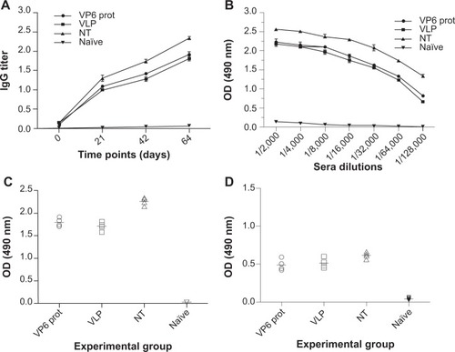 Figure 7 Detection of immunoglobulin (Ig)-G and IgA in serum samples from immunized BALB/c mice. Native VP6 recombinant proteins, VLP-VP6, and NT-VP6 (10 μg) were subcutaneously administered to three groups of mice (four mice/experimental group) on days 0, 21, and 42. Serum specimens were collected on day 63, and tested by ELISA for specific IgG and IgA against VP6 antigen. Serum from the naïve group was used as a control. (A) Serum IgG titers at 1:16,000 dilution on days 0, 21, 42, and 64. Titers were defined as the highest dilution yielding an optical density (OD) of 0.2 or greater relative to normal control mouse sera. (B) Serum IgG detection: termination sera were tested in ELISA at twofold dilutions. (C) Serum IgG detection at 1:16,000 dilution. (D) Serum IgA detection at 1:1,000 dilution: different antigen formulations administered to four mice per experimental group are reported on the x-axis. The cutoff for positive values was 0.2. The values shown on the y-axis are the OD values at 490 nm of each individual serum and the mean OD of the group (horizontal bar).Abbreviations: VLP, virus-like particle; NT, nanotube; ELISA, enzyme-linked immunosorbent assay; prot, protocol.