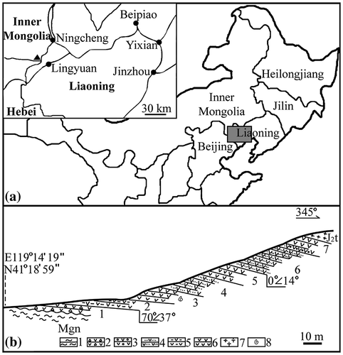 Figure 1. Geological information of the fossil locality at Daohugou Village. Reproduced from Han et al. (Citation2016). (a) Geographical position of Daohugou Village, Ningcheng, Inner Mongolia in China (119°14′40″E, 41°19′25″N). The rectangular region in the main map is shown in detail in the inset, in which the black triangle represents Daohugou Village and the black dots represent local cities, and (b) geological section of the Jiulongshan Formation near Daohugou Village. Layer 3 is the major fossil yielding layer. (1) gneiss; (2) tuffaceous grand conglomerate; (3) tuffaceous conglomerate; (4) tuffaceous siltstone; (5) tuffaceous mudstone; (6) tuffaceous shale; (7) volcanic breccia; and (8) fossil locality.