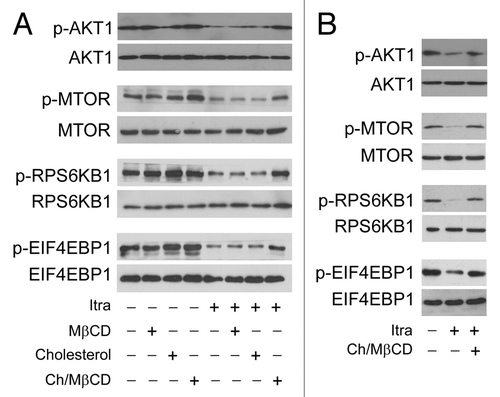 Figure 8. Itraconazole-induced cholesterol redistribution inhibits the AKT1-MTOR pathway. (A) U87 cells were treated with itraconazole (5 μM) in the presence of MβCD (1 mg/ml), cholesterol (20 μg/ml) or the MβCD-cholesterol complex (containing 1 mg/ml MβCD and 20 μg/ml cholesterol) for 36 h. Phosphorylation of AKT1 (Ser473), MTOR (Ser2448), RPS6KB1 (Ser424 and Thr421), and EIF4EBP1 (Ser65 and Thr70) was examined by immunoblot. Total AKT1, MTOR, RPS6KB, or EIF4EBP1 was used as internal control for p-AKT1, p-MTOR, p-RPS6KB, or p-EIF4EBP1, respectively. The data are representative of 3 independent experiments. (B) U87 cells were treated with itraconazole (5 μM) for 36 h, washed with PBS, and then incubated with the MβCD-cholesterol complex (containing 2 mg/ml MβCD and 80 μg/ml cholesterol) for 4 h. Phosphorylation of AKT1 (Ser473), MTOR (Ser2448), RPS6KB1 (Ser424 and Thr421), and EIF4EBP1 (Ser65 and Thr70) was examined by immunoblot. Total AKT1, MTOR, RPS6KB, or EIF4EBP1 was respectively used as internal control. The data are representative of 3 independent experiments. Ch/MβCD, MβCD-cholesterol complex; Itra, itraconazole.