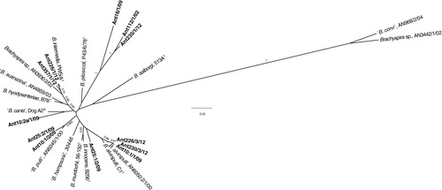 Fig. 2.  Radial unrooted tree based on nox gene sequences of 27 Brachyspira strains including 12 from this study (shown in bold). There were a total of 655 positions in the final dataset. The tree was inferred by the maximum-likelihood method based on the Jukes–Cantor model. The tree is drawn to the scale with branch lengths measured in the number of substitutions per site and the analysis was conducted in MEGA6 (Citation29). Bootstrap values >0.7 of 1,000 replications are shown at branch points. The length of the scale bar represents 0.05 substitutions per nucleotide position.