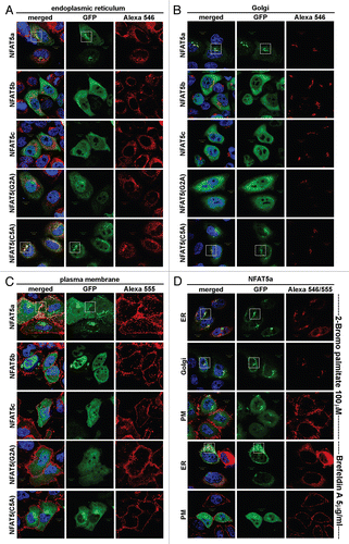 Figure 3 Localization studies of NFAT5 isoforms and their mutants. HeLa cells were transfected with C-terminal GFP-tagged NFAT5 isoforms a, b and c and the mutants G2A and C5A (green). Squares indicate areas of interest. Full-size images are available athttp://mendel.bii.a-star.edu.sg/SEQUENCES/NFAT5_2011/. (A) The ER was stained with anti-PDI antibodies (red). NFAT5a and the C5A mutant co-localize with the ER. The isoforms b and c and the G2A mutant do not co-localize. (B) Golgi was stained with Giantin (red). NFAT5a and NFAT5a(C5A) co-localize with the Golgi. Isoforms b and c and the G2A mutant do not show a specific Golgi localization pattern. (C) The plasma membrane (PM) was stained with wheat germ agglutinin Alexa 555 (red). NFAT5a-GFP co-localizes with the PM. NFAT5b/c and the mutants G2A and C5A do not co-localize. (D) This part shows NFAT5a transfected cells treated with two inhibitors. With treatment of 2-Bromo palmitate, which inhibits palmitoylation, NFAT5a accumulates in the ER and the Golgi but not at the PM. Brefeldin A disrupts the Golgi. Localization to the ER can still be observed, but co-localization with the PM is inhibited (Scale bars 10 µm).