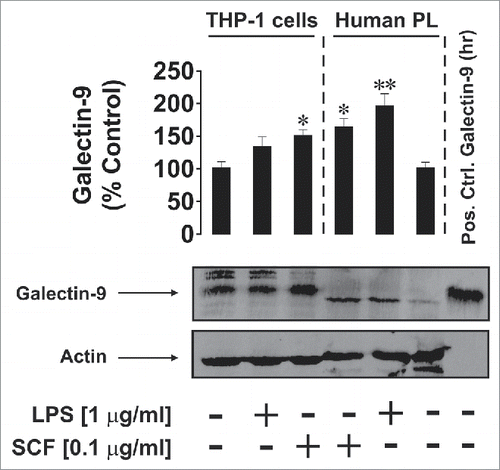 Figure 1. Effects of LPS and SCF on galectin-9 protein expression in THP-1 cells and PHL (abbreviated as PL in the figure). Cells were treated for 4 h with the indicated concentrations of LPS and SCF, then harvested and galectin-9 protein expression levels were analyzed by Western blot as outlined in Materials and Methods. Images are from one experiment representatives of three which gave similar results. Human recombinant galectin-9 (R&D Systems) was used as a positive control. Data are mean values ± SEM of three independent experiments; *p < 0.05; **p < 0.01 vs. control.