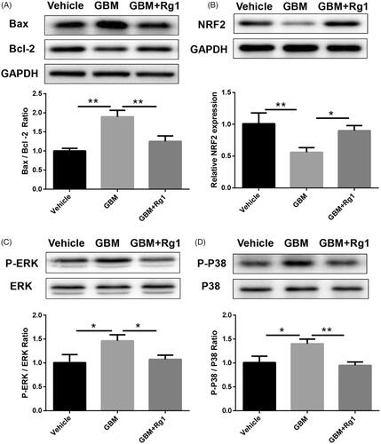 Figure 6. Ginsenoside Rg1 showed beneficial effect on inhibiting apoptosis and activated NRF2 signalling in mice. (A) Ginsenoside Rg1 protected renal function from apoptosis (n = 3). (B–D) Ginsenoside Rg1 activated NRF2 signalling and inhibited ERK and P38 pathway in vivo (n = 3). *p < .05; **p < .01; versus respective control.
