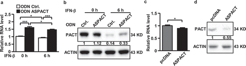 Figure 3. Regulatory role of ASPACT in PACT expression. a Expression of ASPACT was abolished by oligodeoxynucleotide-based knockdown in HeLa cells. Cells were then treated with IFN-β for 6 h to mimic viral infection, and subjected to gene expression analysis. The RNA abundance of PACT was analysed by qPCR and normalized to EF1A level. b Protein levels of PACT in ASPACT knockdown and IFN-treated HeLa cells were measured by Western blot assay using ACTIN as an internal control. c, d ASPACT expression and control vectors were transfected into HeLa cells, and subsequently collected for RNA (c) and protein (d) expression analysis. PACT RNA abundance was analysed by qPCR and normalized to EF1A levels. PACT protein expression was measured by Western blot assay, using ACTIN as the internal control. In all panels, data represent the means and SEM (error bars) from four independent experiments. Significant differences were verified by Student’s t test (ns: P > 0.05, *: P < 0.05, **: P < 0.01, ***: P < 0.001).