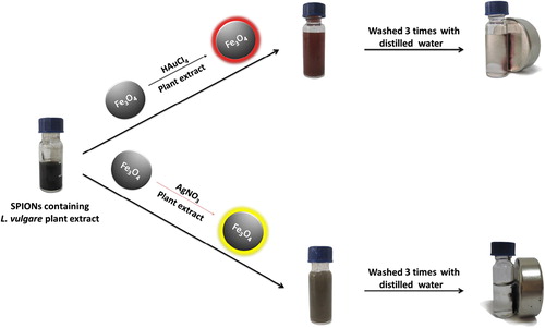 Figure 1. Steps in the synthesis and purification of Ag@SPIONs and Au@SPIONs.