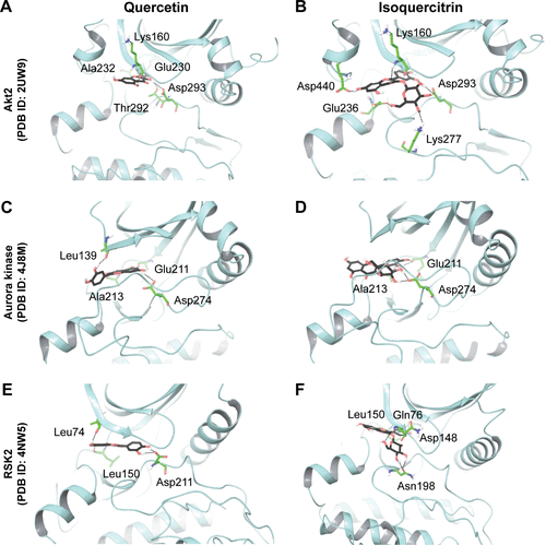 Figure S1 Docked pose and hydrogen bond interactions of quercetin and isoquercitrin with AGC family serine/threonine kinases.