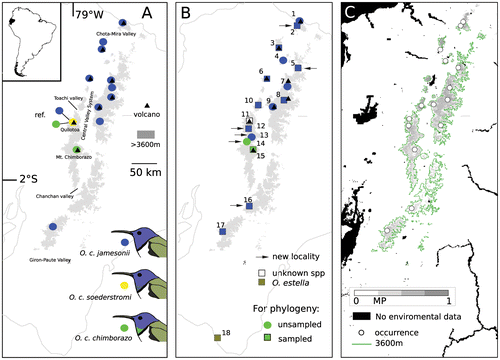 Figure 1. Geographic range of Oreotrochilus chimborazo. (A) Range as described in the literature.[Citation8,9,11,14,15,17,18] Recent pictures [Citation20] taken in Quilotoa show individuals clearly identifiable as males of O. c. chimborazo and O. c. jamesonii, thereby putting in doubt the geographic isolation between these subspecies. (B) Localities visited during this study. Localities 12, 13, and 14 were those visited around Quilotoa and Chimborazo and in the intervening páramo between both volcanoes. (C) Predicted distribution of O. c. chimborazo based on ecological niche modeling using data from WorldClim [Citation36] and remote sensing. The localities in which O. chimborazo was found between volcanoes Quilotoa and Chimborazo were not used during modeling to test whether occurrence in that region could be predicted using information from the other localities only. MP, Minimum Presence threshold provided by MaxEnt analysis. Localities, numbered according to latitude starting at the northernmost: 1, Mt. El Chiles; 2, El Ángel Ecological Reserve; 3, Mt. Cotacachi; 4, lakes of Mojanda; 5, Mt. Cayambe; 6, Mt. Pichincha; 7, Papallacta Pass; 8, Antisana Ecological Reserve; 9, Mt. Cotopaxi; 10, Mt. Illinizas; 11, Quilotoa crater; 12, Apagua mountain ridge; 13, Mountains around Mula Corral reservoir; 14, Mountains around Simiatug; 15, Cunungyacu (near Mt. Chimborazo); 16, Culebrillas lake; 17, Mountains around Migüir; 18, Lagunillas mountain ridge.