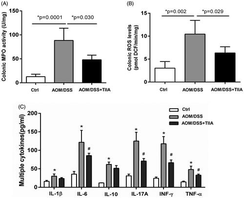 Figure 4. Tanshinone IIA inhibited intestinal inflammation in AOM/DSS-treated mice. (A) Colonic MPO activity (B) Colonic ROS levels were significantly elevated in AOM/DSS-treated mice, whereas tanshinone IIA markedly reduced their levels (mean ± SD, n = 6 for each group). (C) Multiple inflammatory cytokines were increased in the colonic tissues of AOM/DSS-treated mice when compared with their levels in the controls (*p < 0.05). Tanshinone IIA treatment decreased most of the detected cytokines (IL-6, IL-17A, INF-γ, TNF-α) in mice treated with AOM/DSS (#p < 0.05).