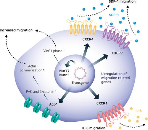 Figure 6 Engineered mesenchymal stem cells with enhanced migratory abilities.