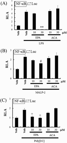 Figure 2. EPA, but not ACA, suppresses the activation of NF-κB induced by TLR agonists. (A–C) RAW 264.7 cells were transfected with a NF-κB-luciferase reporter plasmid and pretreated with EPA (10, 30 μM) or ACA (10, 30 μM) for 1 h and then treated with LPS (10 ng/mL) (A), MALP-2 (10 ng/mL) (B), or Poly[I:C] (10 μg/mL) (C) for an additional 8 h. Cell lysates were prepared, and luciferase enzyme activities were determined. Values represent the mean ± SEM (n = 3). *, Significantly different from LPS alone, p < .01 (**) (A). #, Significantly different from MALP-2 alone, p < .05 (#) (B). +, Significantly different from Poly[I:C] alone, p < .05 ( + ) (C). Veh, vehicle; EPA, eicosapentanoic acid; ACA, arachidic acid.