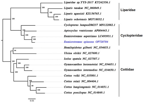 Figure 3. Maximum likelihood phylogeny of 17 infraorder Cottales (Teleostei: Perciformes) species based on their mitogenomes. The tree has more than 94% bootstrap support for each node. Accession numbers for each species are shown after the name of the species. The genome sequence generated in this study (OP728784) is labeled in violet and the branches are indicated in black.