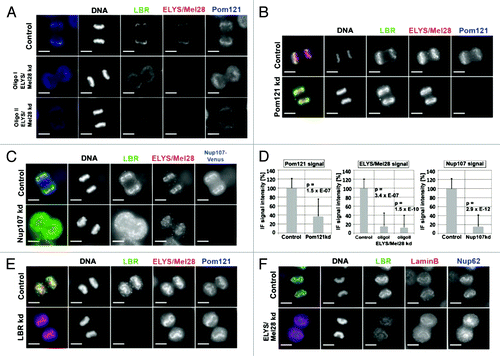 Figure 2. The targeting of the LBR depends on ELYS/Mel28 and the Nup107–160 complex but not on the nucleoporin Pom121. Immunofluorescence (IF) staining of mitotic cells depleted of (A) ELYS/Mel28 for 50 h, (B) Pom121 for 50 h, (C) or Nup107 after double transfection for 75–80 h. Two different siRNA oligos were used to for ELYS/Mel28 depletion (I and II). (D) The depletion efficiency of ELYS/Mel28, Pom121 and Nup107-Venus, observed in (A–C) respectively, was evaluated by comparing the IF signal intensities of the control cells and the depleted cells. (E) Endogenous Pom121, ELYS/Mel28, and LBR were detected by IF staining after LBR-depletion with RNAi (LBR kd). (F) Endogenous Lamin B, LBR, and Nup62 were detected by IF staining in ELYS/Mel28-depleted cells. Scale bars = 10 µm. The pictures are projections of image stacks (distance = 0.2 µm; three images).