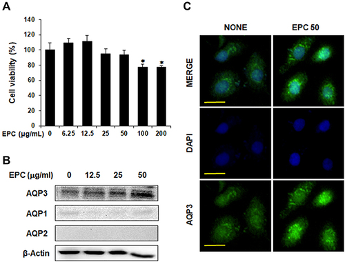 Figure 1 Effects of EPC on AQPs expression in HaCaT cells. (A) Cytotoxic effects of EPC in HaCaT cells. The cell viability was measured by MTT assay. HaCaT cells were incubated with or without ethanol extract of the sclerotium of Poria cocos (EPC) as indicated doses (6.25, 12.5, 25, 50, 100 or 200 μg/mL) for 24 h. * p < 0.05 vs control group. (B) HaCaT cells were cultured in DMEM supplemented with 1% FBS for 24 h and then treated with various concentrations of EPC (12.5, 25, and 50 µg/mL) for 24 h. Expression levels of AQP1, AQP2, and AQP3 were analyzed using Western blotting. (C) Confocal immunofluorescence images of AQP3 protein. HaCaT cells were treated with EPC (50 µg/mL) for 24 h. The signals of AQP3 protein (green) were detected using anti-AQP3 antibody, and nuclei were counterstained with 4’,6-diamidino-2-phenylindole (DAPI) (blue). Scale bar, 50 µm.