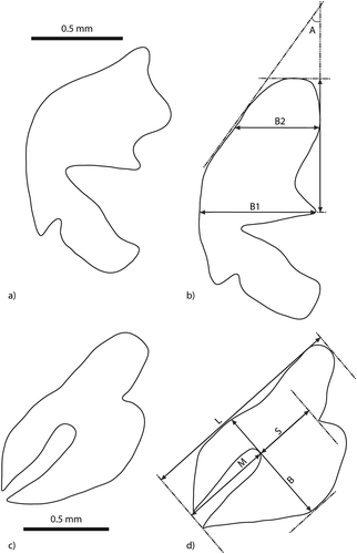 Figure 1. Measurements of taxonomic characters: a, male genitalia – right paramere of Pterostichus rhaeticus; b, male genitalia – right paramere of Pterostichus nigrita: L – length of apical portion of paramere, B1 – basal width, B2 – median width, A – apical angle; c, female genitalia – half of the eighth sternite of P. rhaeticus; d, female genitalia – half of the eighth sternite of P. nigrita: L – length, B – breadth, M – length of membranous strip, S – distance from the strip to the basal lobe.