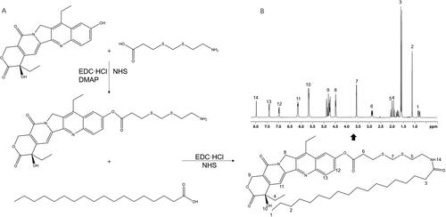 Figure 1. Synthesize of an irinotecan prodrug (A) and 1H NMR (B).