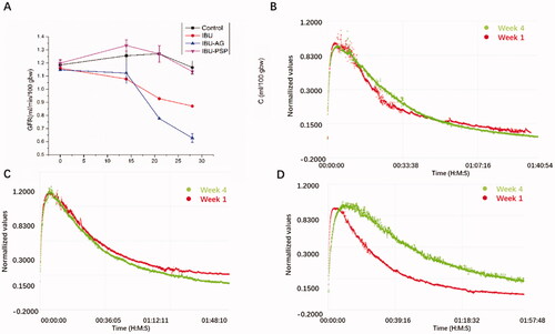 Figure 8. (A) Change curve of GFR within 28 days; (B) GFR comparison curve at the beginning and end of control group; (C) GFR comparison curve at the beginning and end of IBU-PSP group; (D) GFR comparison curve at the beginning and end of IBU-AG group.