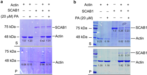 Figure 2. (a) Low-speed co-sedimentation assays of SCAB1 with F-actin. Preassembled F-actin was incubated with SCAB1 (1 μM) treated with or without 20 μM PA. SCAB1 and F-actin were centrifugated at 5,000 g for 30 min and analyzed by SDS-PAGE. (b) High-speed co-sedimentation assays of SCAB1 with F-actin. Preassembled F-actin was incubated with SCAB1 (1 μM) treated with or without 20 μM PA. SCAB1 and F-actin were centrifugated at 100,000 g for 30 min and analyzed by SDS-PAGE.