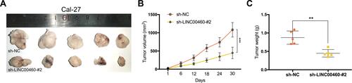 Figure 7 Silencing of LINC00460 inhibited the tumor growth of HNSCC in vivo. (A) Subcutaneous tumors in the nude mouse model under different treatments. (B and C) Analysis of tumor weight and size in different groups. **P < 0.01, ***P < 0.001.