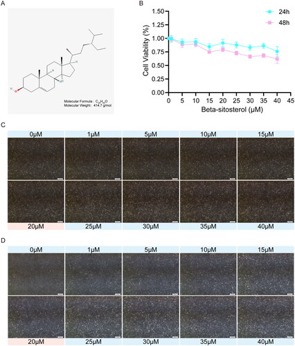 Figure 1. Effect of beta-sitosterol the morphology and viability of bovine preadipocytes. (A) Molecular weight and structural formula of beta-sitosterol. (B) Cell viability curves of bovine preadipocytes treated with beta-sitosterol at different concentrations (0, 1, 5, 10, 15, 20, 25, 30, 35, 40 μM) for 24 and 48 hours. (C) Cell morphology of bovine preadipocytes treated with beta-sitosterol at different concentrations (0, 1, 5, 10, 15, 20, 25, 30, 35, 40 μM) for 24 hours. (D) Cell morphology of bovine preadipocytes treated with beta-sitosterol at different concentrations (0, 1, 5, 10, 15, 20, 25, 30, 35, 40 μM) for 48 hours.