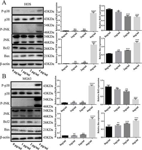 Figure 4 Activated p38/JNK signaling pathway is involved in DAELNs induced anti- osteosarcoma effects. (A) The expression of P-p38, P38, P-JNK, JNK, Bax and Bcl2 in HOS cells with administration of DAELNs by Western blotting. (B) The expression of P-p38, P38, P-JNK, JNK, Bax and Bcl2 in MG63 cells with administration of DAELNs by Western blotting. Data are shown as the mean ± SEM. ns, no significance; *P < 0.05, **P < 0.01, ***P < 0.001, and ****P < 0.0001.