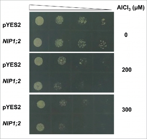 Figure 1. NIP1;2-expressing yeast cells are hyper-sensitive to Al stress. Yeast cells (BY4741) carrying an empty vector (pYES2) or a pYES2-NIP1;2 (NIP1;2) construct were cultured in a liquid SD-Ura medium to a stationary phase before collected by centrifugation and then washed 3 times with deionized water. Yeast cells then underwent four 10-fold serial dilutions with a low pH, low magnesium (LPM) medium (pH 4.2). Then, 5 μL of each dilution sample was spotted onto LPM plates containing 0, 200 or 300 μM AlCl3 supplied with 2% galactose for induction of the GAL promoter, 300 mM malate and buffered with 5 mM succinic acid at pH 4.2, and. The LPM plates were placed in a 30oC incubator for 3 d.