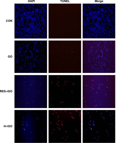 Figure 14 GO, RES-rGO and H-rGO induce apoptosis in human ovarian cancer cells.Notes: Apoptosis of human ovarian cancer cells after 24-hour treatment with 20 μg/mL of GO, RES-rGO and H-rGO was assessed by the TUNEL assay; the nuclei were counterstained with DAPI. Representative images show apoptotic (fragmented) DNA (red staining) and corresponding nuclei (blue staining).Abbreviations: GO, graphene oxide; RES-rGO, resveratrol-reduced GO; CON, control; H-rGO, hydrazine-reduced GO; TUNEL, terminal deoxynucleotidyl transferase dUTP nick end labeling; dUTP, deoxyuridine triphosphate; DAPI, 4′,6-diamidino-2-phenylindole.