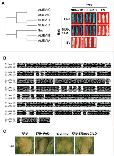 Figure 2. SlUev1C and SlUev1D are not involved in Fen-mediated PCD in Nicotiana benthamiana. (A) Phylogenetic tree of AtUEV1A-1D and tomato Uev1 homologs. The Amino acid sequences of the proteins were aligned using Clustal W, which was followed by generation of phylogenetic tree using MEGA 6.Citation16,17 (B) Interaction of SlUev1C and SlUev1D with Fni3 and SlUbc13-2, respectively in yeast cells. (C) Alignment of the nucleotide sequence of SlUev1C and 1D using Clustal W. (D) Silencing SlUev1C and SlUev1D gene did not affect Fen-mediated cell death in N. benthamiana leaf.