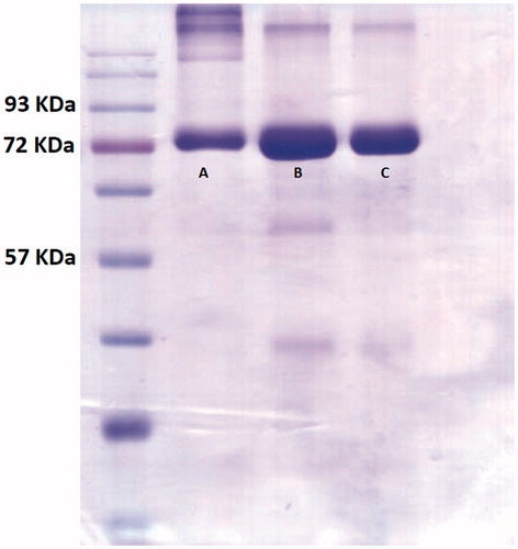 Figure 5. SDS-PAGE electrophoresis assay of conjugated samples by 40 times molar excess of curcumin. Bond “A” stands for conjugated curcumin, bond ”B” stands for free Lf and bond “C” demonstrates the mixture of curcumin and Lf.