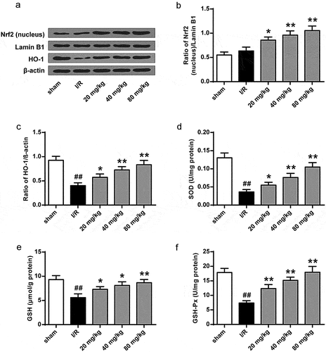 Figure 6. GJ inhibits oxidative stress in I/R rats. (a-f) MCAO/R rats were constructed and treated with GJ at indicated doses (n = 6). (a-c) Nucleus Nrf2, Lamin B1, HO-1, and β-actin expression was measured by Western blot. (d-f) SOD and GSH-Px activities and GSH content were analyzed. * P < 0.05, ** P < 0.01, ## P < 0.01. Data are presented as mean ± SD.