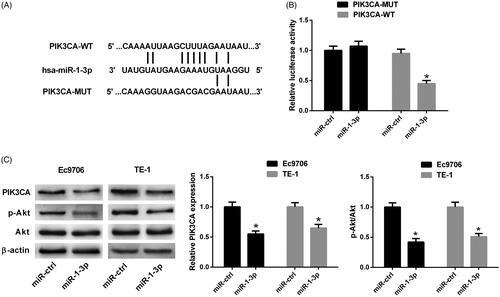 Figure 5. The interaction between PIK3CA and miR-1-3p in ESCC cells. (A) Schematic of the wild-type or mutated PIK3CA 3′UTR containing miR-1-3p binding sites. (B) Luciferase activity was measured by luciferase reporter assay 48 h after Ec9706 cells were cotransfected with PIK3CA-WT or PIK3CA-MUT and miR-1-3p or miR-ctrl. (C) The protein levels of PIK3CA, p-Akt and Akt were detected by Western blot in Ec9706 and TE-1 cells 48 h after transfection with miR-1-3p or miR-ctrl. *p < .05.