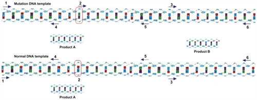 Figure 6 Schematic diagram of the screening of genetic alterations using random primers.