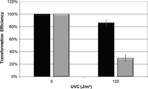 Figure 5. Efficiency of bacterial transformation with plasmid pUC 9.1 on strains AB1157 (black) and BH20 (gray) irradiated with 120 J/m2 of UVC. Values are the mean of at least five experiments and were submitted to chi square, adopting 5% as the significance level (P < 0.001).