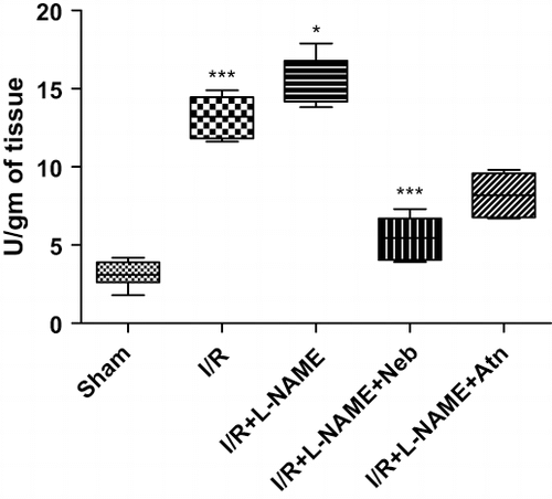 Figure 4. MPO activity in kidney tissue of rats subjected to 45-minute ischemia and 24 hours reperfusion in sham-operated, I/R control, I/R+L-NAME, I/R+L-NAME+Neb, and I/R+L-NAME+Atn groups. Unit: Units/gm of tissue. Values are expressed as mean ± SEM for six animals in the group. ***p < 0.001 sham vs. I/R control, *p < 0.05 I/R control vs. I/R+L-NAME, ***p < 0.001 I/R+L-NAME+Neb vs. I/R control, ***p < 0.001 I/R+L-NAME+Neb vs. I/R+L-NAME.