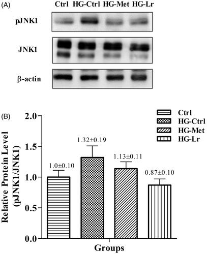 Figure 3. Western blot analysis of phosphorylated JNK1 in the liver of treated and untreated rats with experimental type 2 diabetes. (A) Representative blots are shown for each group. (B) Relative quantification of phosphorylated JNK1 expressed as phosphorylated JNK1/total JNK1 ratio, using β-actin as a loading control. Values represent mean ± SEM of five rats per group. Ctrl, control group, nondiabetic rats without treatment; HG-Ctrl, diabetic rats administered with vehicle (saline); HG-Lr, diabetic rats treated with Cγ from L. rotundiflorus; HG-Met, diabetic rats treated with metformin; pJNK1, phosphorylated JNK1.