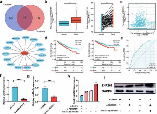 Figure 5. LncRNA-AC093157.1 potential regulated the expression of miR-27a-3p. (a) LncRNA selection based on two databases represented by a Venn diagram, and the LncRNA-miR-27a-3p regulatory network is established by Cytoscape software. (b) Expression of AC093157.1 in ccRCC tissues and adjacent normal tissues with the matched analysis in the right. (c) MiR-27a-3p overexpression is positively related to AC093157.1 expression in ccRCC. Kaplan-Meier curves of AC093157.1 for overall and disease-specific survival (d) with ROC curve distinguishing ccRCC tissues on the right (e). The expressions of AC093157.1 (f) and miR-27a-3p (g) in the two subgroups after si-AC093157.1 transfection. q-PCR (h) and Western blot (i) analysis of ZNF268 expression in the subgroups after transfection indicating the ZNF268 regulating function. (Data represent means ± SD, ***p < 0.001 and ****p < 0.0001).