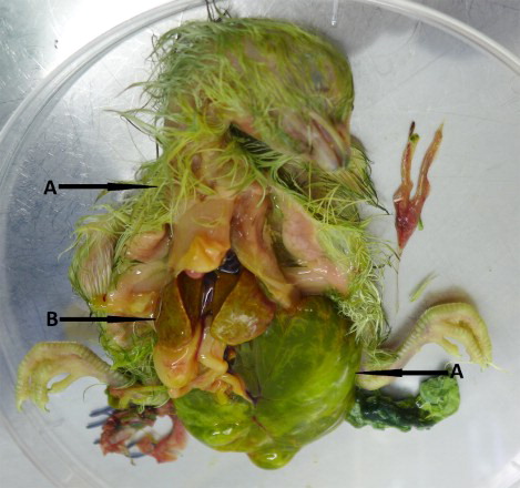 Figure 3. Gross lesions in dead embryos found during experimental reproduction of “white chicks” condition. (a) Green colour of plumage, allantoic fluid and remains of yolk sac of WC-CAstV-infected embryo and (b) enlarged, pale liver with numerous pinpoint haemorrhages on the surface.