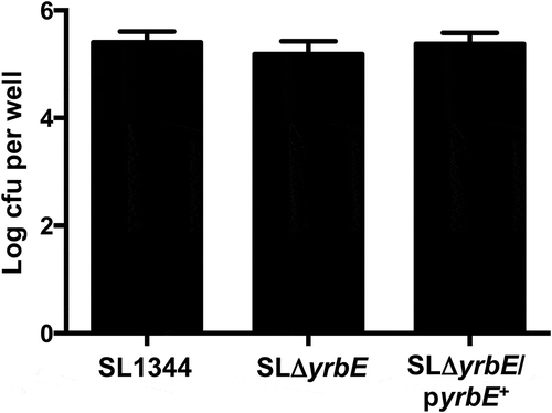 Figure 6. Effect of yrbE on S. Typhimurium adhesion to HeLa cells. Adhesion of SL1344, SLΔyrbE and SLΔyrbE/pyrbE+ to HeLa cells was measured as described in the text. The differences between groups are not significant, n = 9 per group.