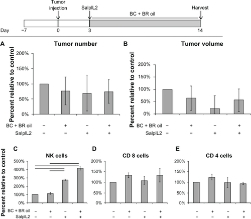 Figure 2 Effect of combination antioxidant seed oil on the SalpIL2 anti-tumor response in mice. On Day 0, 5 × 104 MCA-38 cells were injected intrasplenically to naïve animals. A single oral administration of SalpIL2 and initiation of a diet consisting of equal amounts of black raspberry (BR; Rubus occidentalis), black cumin (BC; Nigella sativa) seed oils 10% w/w was given to animals on Day 3. Animals were maintained for a total of 14 days prior to collection of tumor and hepatic lymphocyte data (see diagram above). Tumor number (A) and tumor volume (B) in animals fed a BC+BR with or without SalpIL2. Hepatic natural killer (NK) (C), CD8+ T (D), and CD4+ T cell response (E) to SalpIL2 and antioxidant oils in tumor burden mice at the experimental endpoint.