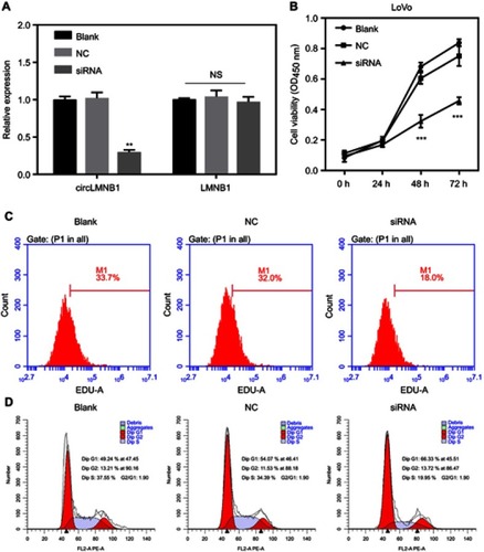 Figure 2 Knockdown of circLMNB1 inhibited proliferation, and facilitated cell cycle arrest in LoVo cells. LoVo cells were transfected with NC and circLMNB1 siRNA, respectively. (A) Expression of circLMNB1 and LMNB1 in LoVo cells was evaluated by the qRT-PCR assay after circLMNB1 knock-down (**P<0.01 vs NC group). (B) The proliferation of LoVo cells after circLMNB1 knock-down was determined by using the CCK-8 assay (***P<0.001 vs NC group). (C) The proliferation of LoVo cells with circLMNB1-knockdown was measured by flow cytometry with Edu staining. (D) The cell cycle distribution of LoVo cells with circLMNB1 knockdown was determined by flow cytometry.