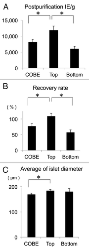 Figure 3. Postpurification islet yield and size of islets in groups with different purification methods: COBE method, bottle method with top loading, or bottle method with bottom loading. (A) Postpurification Islet yield per pancreas weight (islet equivalent [IE]/g). (B) Postpurification recovery rate (postpurification IE/prepurification IE × 100). (C) Average islet diameter. *p < 0.025.