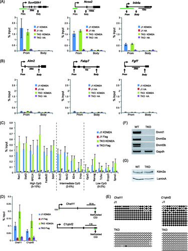 Fig 6 KDM2A remains bound specifically to CpG islands in cells lacking DNA methylation. TKO mouse embryonic stem cells that lack all three known DNA methyltransferases (F) and have no detectable DNA methylation were obtained. ChIP was used to analyze KDM2A binding to three CpG island genes (A) and three non-CpG island genes (B) in both the WT parent line and the TKO cell line. In the three CpG island regions, KDM2A binding remained the same, indicating that loss of methylation elsewhere in the genome did not cause a loss of binding. In addition, the body of the CpG island genes (A) and non-CpG island genes (B) (both promoter and body) did not acquire KDM2A binding. (C) This analysis was then expanded to analyze a series of gene promoters that have high, intermediate, and low CpG content to demonstrate that KDM2A nucleation is largely unaffected by a loss of DNA methylation. (D) A similar ChIP analysis was performed at two CpG islands that are hypermethylated in wild-type J1 cells. Loss of DNA methylation in the TKO cells caused a modest increase in KDM2A nucleation at these weak CpG islands. (E) Bisulfite sequencing demonstrated that the Chst11 and C1qtnf2 CpG islands are hypermethylated in J1 but not TKO mouse ES cells. (G) Importantly, KDM2A protein levels remained the same in the WT and TKO cell lines. Error bars in all ChIP experiment data correspond to standard errors of the means from biological triplicates.