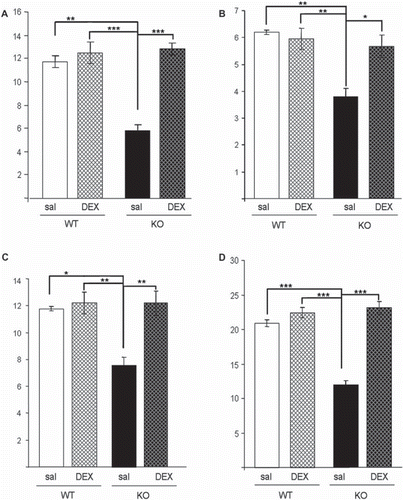 Figure 4. Application of dexamethasone reverses gene expression changes in GRPR-KO mice. mRNA expression of sgk-1 (A), egr1 (B), arc (C), and cfos (D) in basolateral amygdala samples of GRPR-KO and WT mice after dexamethasone (DEX) and saline control (sal) treatment (n = 5 per group) evaluated by RT-PCR. Values normalized to the expression of GAPDH are represented in arbitrary values. Significance levels resulting from post-hoc comparisons are indicated. All data are depicted as mean ± SEM. **P < 0.01; ***P < 0.0001.