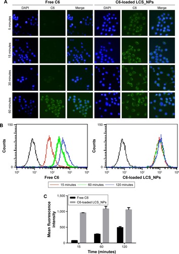 Figure 5 Cellular uptake studies of LCS_NPs.Notes: (A) Observation of 4T1 cells by confocal microscopy after treatment with free C6 or C6-loaded LCS_NPs for 5, 15, 30, and 60 minutes, respectively. (B, C) Quantitative analysis of free C6 or C6-loaded LCS_NPs uptake by flow cytometry after incubation with free C6 or C6-loaded LCS_NPs for 15, 60, and 120 minutes.Abbreviations: C6, coumarin-6; C6-loaded LCS_NPs, coumarin-6-loaded lecithin–chitosan nanoparticles.