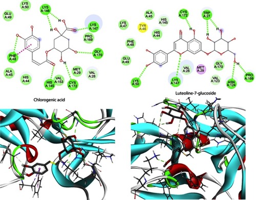 Figure 7 The interactions between two top-scoring ligands and the amino acids of the active site of hepatitis A 3c proteinase (PDB ID: 1QA7) depicted in 2D (top) and 3D (bottom). H-bonds are shown as green dotted lines.Abbreviation: PDB, protein data bank.